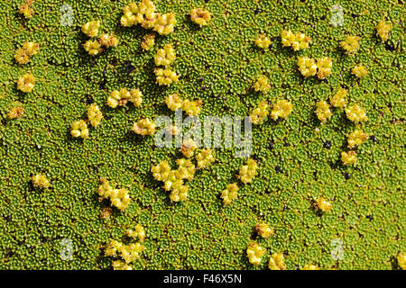 Vareta oder Llaretta (Azorella Compacta), close-up mit Blumen, Altiplano, Bolivien Stockfoto