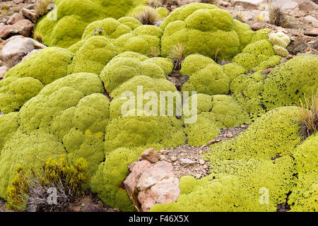 Vareta oder Llaretta (Azorella Compacta), harzigen Kissen Pflanze an Felshängen, Altiplano, Bolivien Stockfoto