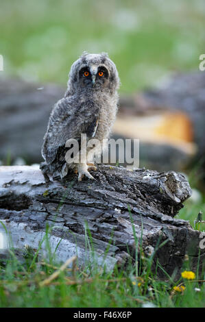 Waldohreule (Asio Otus) sitzen auf alte Weide (Salix Sp.) Stamm, nachkommen, Nestflüchter, Neusiedler See, Seewinkel, Burgenland Stockfoto