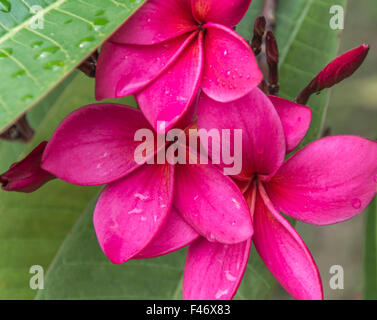 Plumeria spp Stockfoto