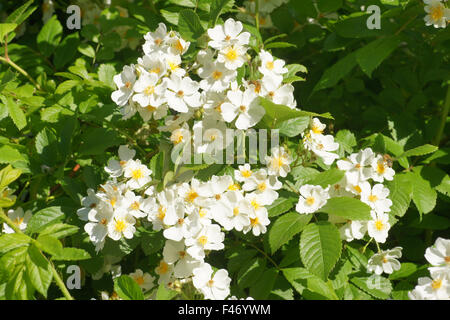 Multiflora rose Stockfoto