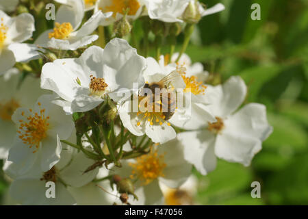 Multiflora rose Stockfoto