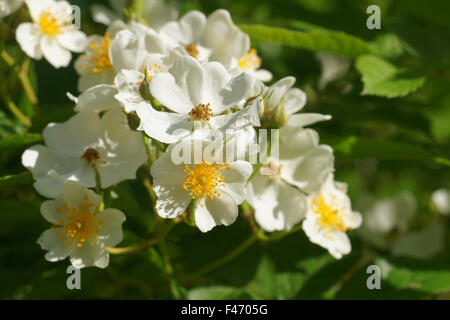 Multiflora rose Stockfoto