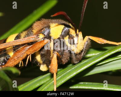 Europäische Hornet Moth oder Hornet Clearwing (Sesia Apiformis), eine Tag-aktive Motte imitiert eine große Biene oder Hornisse Stockfoto