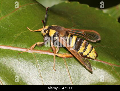 Europäische Hornet Moth oder Hornet Clearwing (Sesia Apiformis), eine Tag-aktive Motte imitiert eine große Biene oder Hornisse Stockfoto