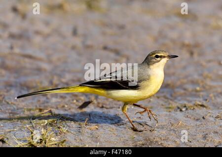 Graue Bachstelze (Motacilla Cinerea), Kanton Neuenburg, Schweiz Stockfoto