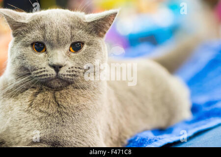 Entzückende Britan graue Katze mit orangefarbenen Augen Stockfoto