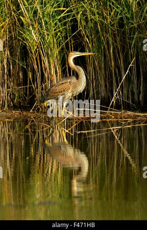 Purpurreiher (Ardea Purpurea) stehen neben Schilf, Kanton Neuenburg, Schweiz Stockfoto