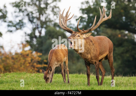 Rothirsch (Cervus Elaphus) brüllend und Hirsch Kalb Weiden, Niedersachsen, Deutschland Stockfoto