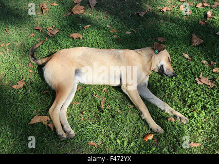 Schönsten Hund schlafend auf dem grünen Rasen Stockfoto