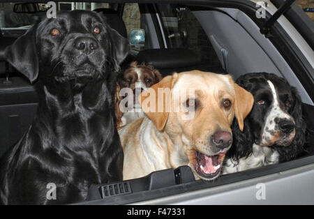 Labradore und Springer Spaniels auf der Hut im Auto Alarm bellende Hunde Stockfoto