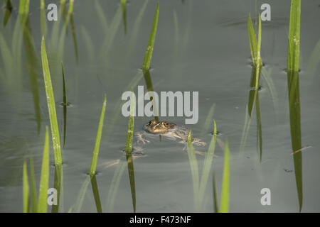 Essbare Frosch, auch Wasser Grasfrosch oder grüner Frosch (Rana Esculenta) Schwimmen im Teich, North Rhine-Westphalia, Germany Stockfoto