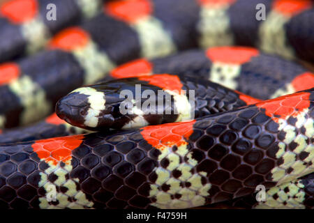 Black-banded Tausendfüßler Essen Schlange (Scolecophis Atrocinctus) Stockfoto