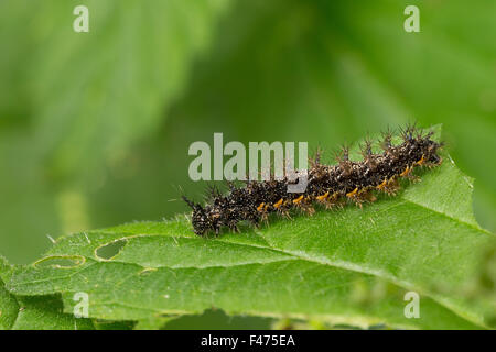 Karte-Schmetterling, Raupe, Landkärtchen, Raupe, Landkärtchen-Falter, Araschnia Levana, Le Carte Géographique Stockfoto