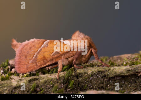 Orange Swift, Ampfer-Wurzelbohrer, Ampferwurzelbohrer, Triodia Sylvina, Triodia Reducta, Triodia Pallida, La Sylvine, Hepialidae Stockfoto