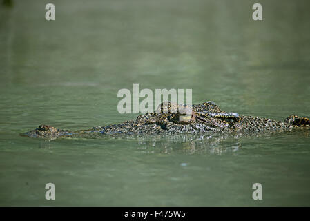 Salzwasser-Krokodil, Leistenkrokodil oder Indo-Pazifik Krokodil Crocodylus Porosus.  Hunter River, Kimberley, Australien Stockfoto