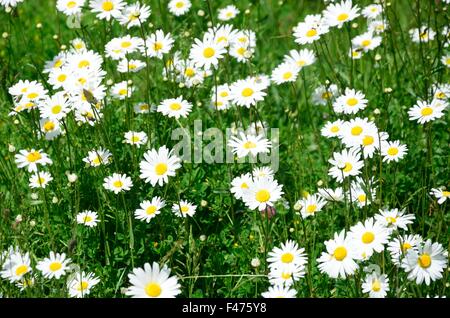 Gruppe von Daises im Feld Stockfoto