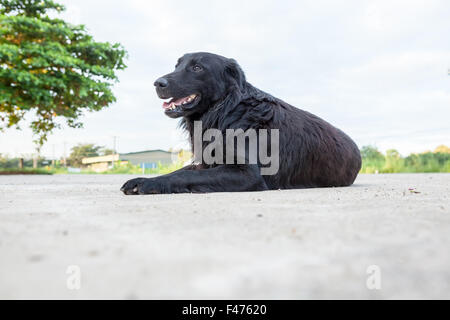 an der Straße in Thailand liegen ein Straßenhund Stockfoto