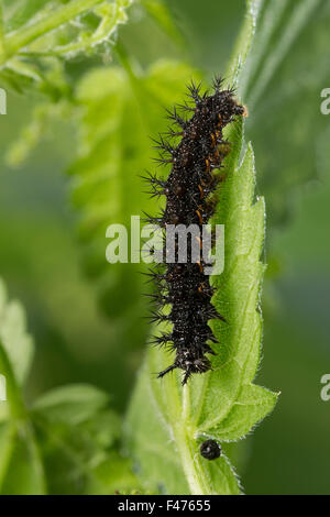 Karte-Schmetterling, Raupe, Landkärtchen, Raupe, Landkärtchen-Falter, Araschnia Levana, Le Carte Géographique Stockfoto