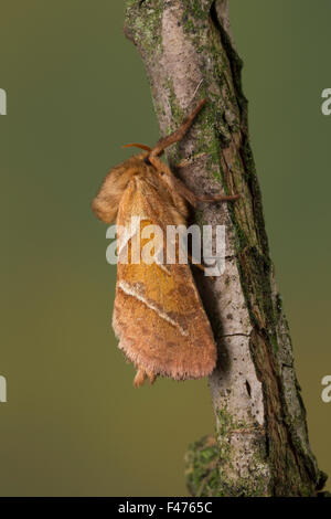 Orange Swift, Ampfer-Wurzelbohrer, Ampferwurzelbohrer, Triodia Sylvina, Triodia Reducta, Triodia Pallida, La Sylvine, Hepialidae Stockfoto