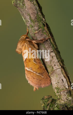 Orange Swift, Ampfer-Wurzelbohrer, Ampferwurzelbohrer, Triodia Sylvina, Triodia Reducta, Triodia Pallida, La Sylvine, Hepialidae Stockfoto