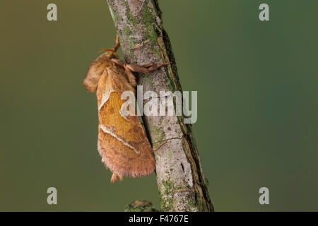 Orange Swift, Ampfer-Wurzelbohrer, Ampferwurzelbohrer, Triodia Sylvina, Triodia Reducta, Triodia Pallida, La Sylvine, Hepialidae Stockfoto