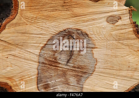 Schneiden Sie Baum-Nahaufnahme mit Ringe. Textur Stockfoto