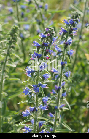 Viper bugloss Stockfoto