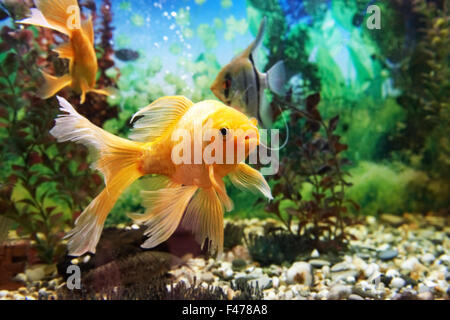 Bunte Fische im aquarium Stockfoto
