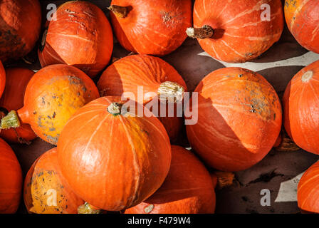 HOKKAIDO-KÜRBIS Stockfoto