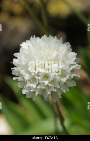 Falsche Meer Sparsamkeit Stockfoto