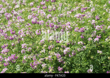 Crown vetch Stockfoto