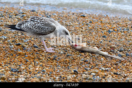 Junge Silbermöwe (Larus Argentatus) Essen eine tote Lesser Spotted Dornhai oder kleine Spotted Seekatze (Scyliorhinus Canicula) auf Stockfoto