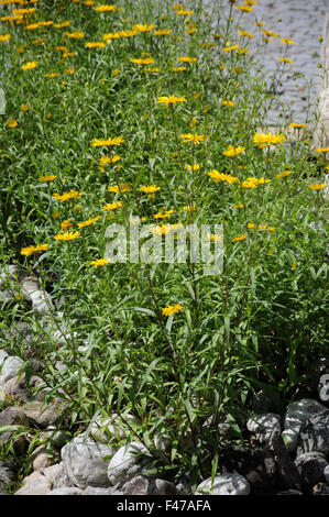 Ox-eye Daisy Stockfoto