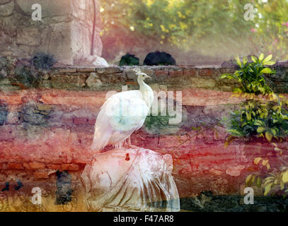 Schöne weiße Pfau auf die Statue sitzend mit grafischen Hintergrund fotografiert schließen sich Stockfoto