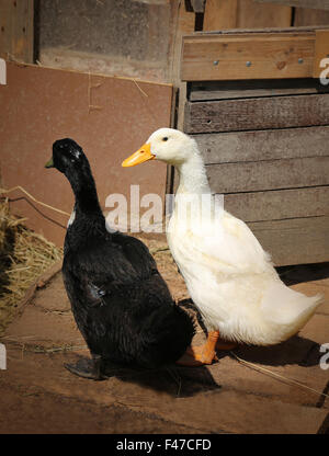 Schöne Enten auf einem Bauernhof fotografiert hautnah Stockfoto