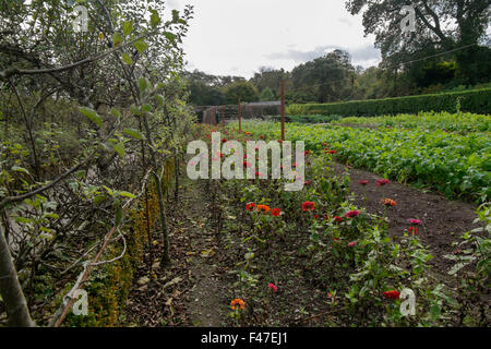 Reihen von rot und rosa Blumen, Begleiter das Pflanzen im Gemüsegarten, die Lost Gardens of Heligan, Cornwall, Großbritannien Stockfoto