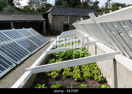 Kopfsalat und Pak Choi wachsen in kalten Frames in der Melone Hof an der Verlorenen Gärten von Heligan, Cornwall, Großbritannien Stockfoto