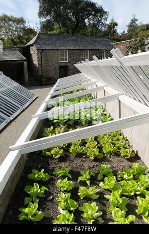 Kopfsalat und Pak Choi wachsen in kalten Frames in der Melone Hof an der Verlorenen Gärten von Heligan, Cornwall, Großbritannien Stockfoto