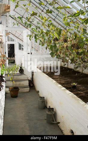 Melone Früchte von string Netze in der Melone Haus an der Verlorenen Gärten von Heligan, Cornwall, Großbritannien Stockfoto
