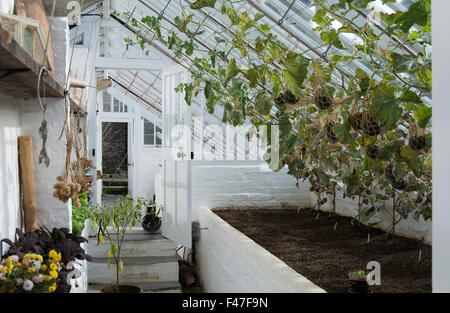 Melone Früchte von string Netze in der Melone Haus an der Verlorenen Gärten von Heligan, Cornwall, Großbritannien Stockfoto