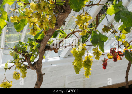 Dessert Trauben wachsen in der Vinothek am Verlorenen Gärten von Heligan, Cornwall, Großbritannien Stockfoto