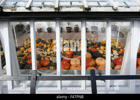 Kürbisse und Squash im Citrus Haus an der Verlorenen Gärten von Heligan, Cornwall, Großbritannien Stockfoto