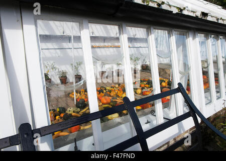Kürbisse und Squash im Citrus Haus an der Verlorenen Gärten von Heligan, Cornwall, Großbritannien Stockfoto