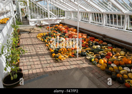 Kürbisse und Squash auf dem Fußboden im Citrus Haus im Blumengarten am Verlorenen Gärten von Heligan, Cornwall, Großbritannien Stockfoto