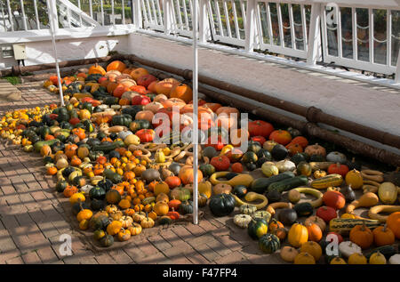 Kürbisse und Squash auf dem Fußboden im Citrus Haus im Blumengarten am Verlorenen Gärten von Heligan, Cornwall, Großbritannien Stockfoto