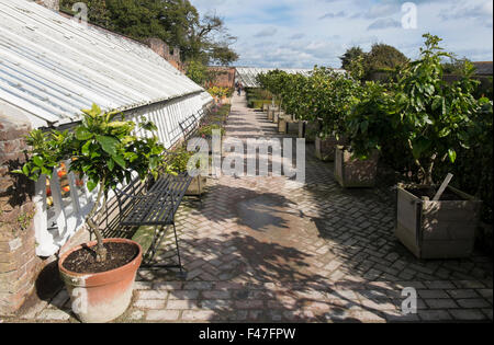 Zitrusbäume in Holz- pflanzmaschinen außerhalb der Zitrusfrüchte Haus in den Blumengarten, den Verlorenen Gärten von Heligan, Cornwall, Großbritannien Stockfoto