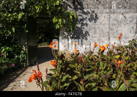 Canna Lilien wachsen im Blumengarten am Verlorenen Gärten von Heligan, Cornwall, Großbritannien Stockfoto