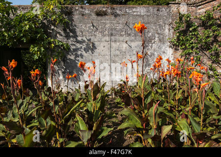 Canna Lilien wachsen im Blumengarten am Verlorenen Gärten von Heligan, Cornwall, Großbritannien Stockfoto