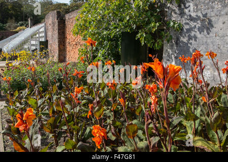 Canna Lilien wachsen im Blumengarten am Verlorenen Gärten von Heligan, Cornwall, Großbritannien Stockfoto